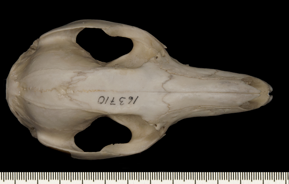 Macropus_rufogriseus163710dorsal002