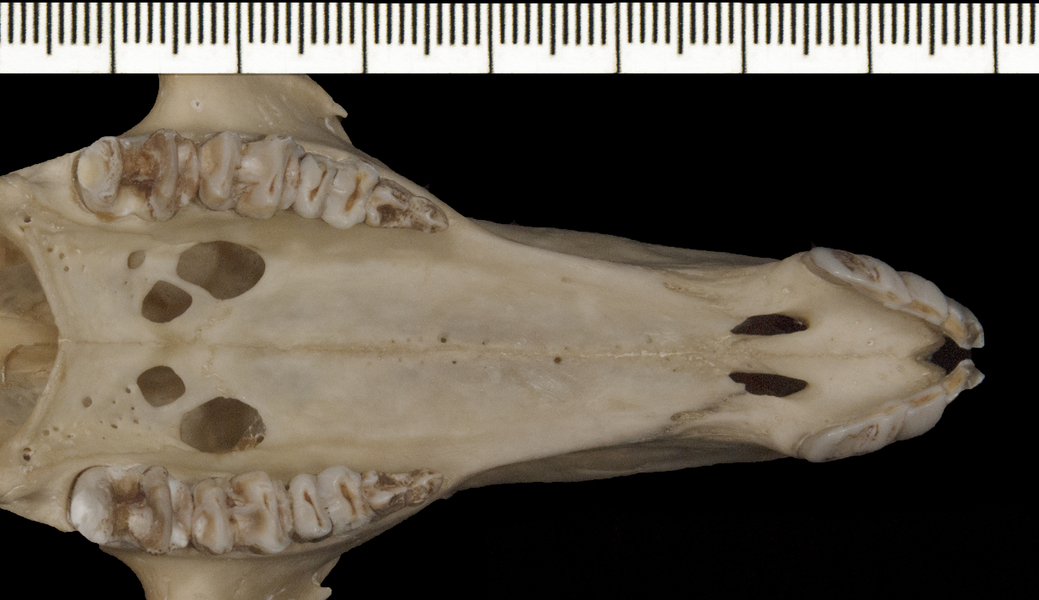 Macropus_rufogriseus163710utr006