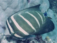 Euteleostomi