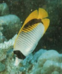 Euteleostomi