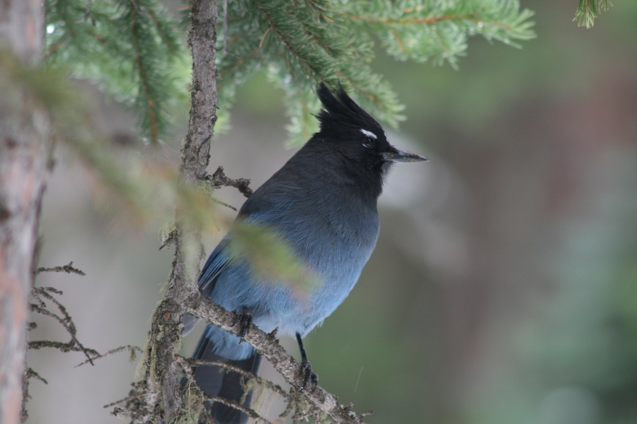 Cyanocitta stelleri