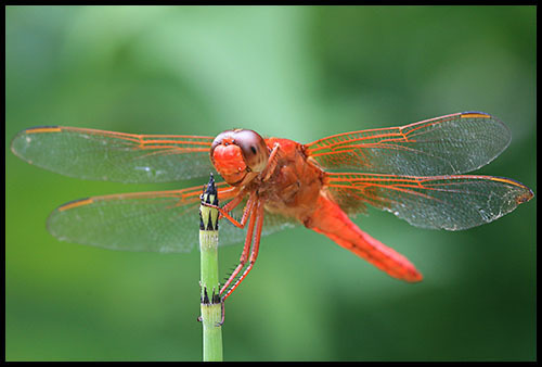 Libellula_croceipennis3