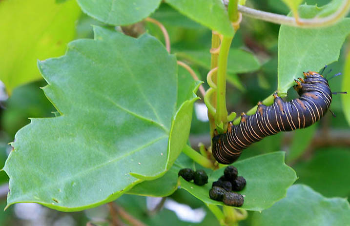 Lepidoptera