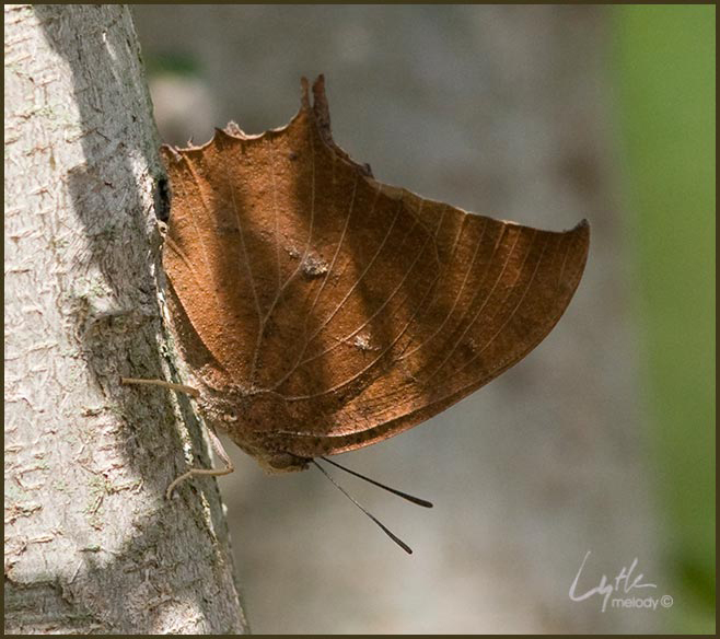 Lepidoptera