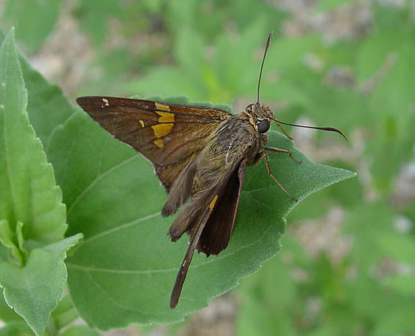 Lepidoptera