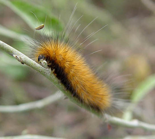 arctiidae_larva