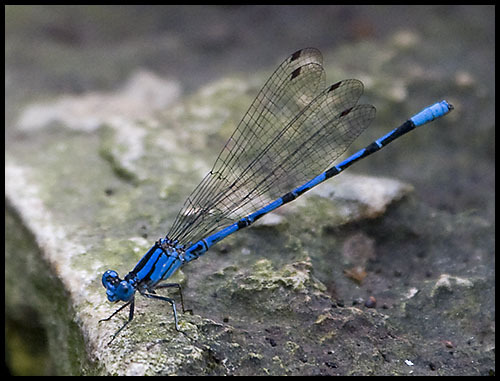 Argia