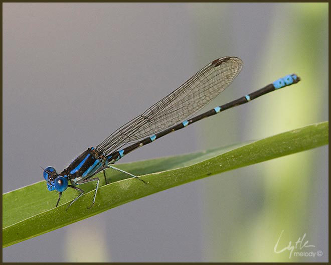 Argia