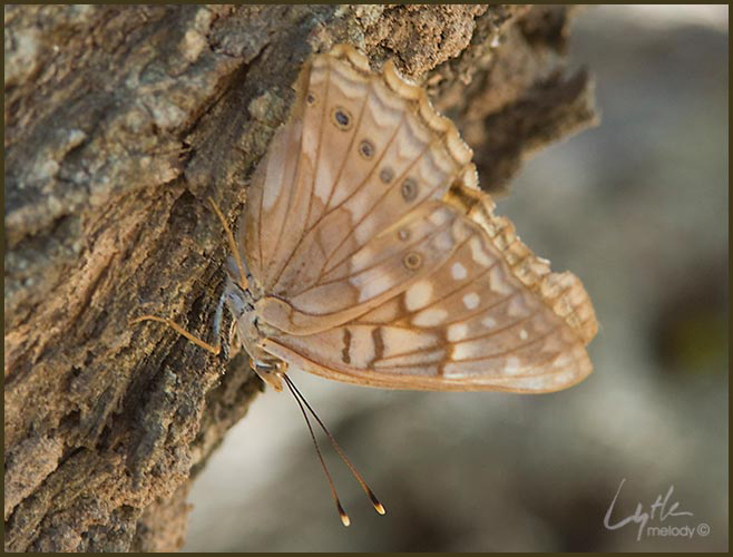 Lepidoptera