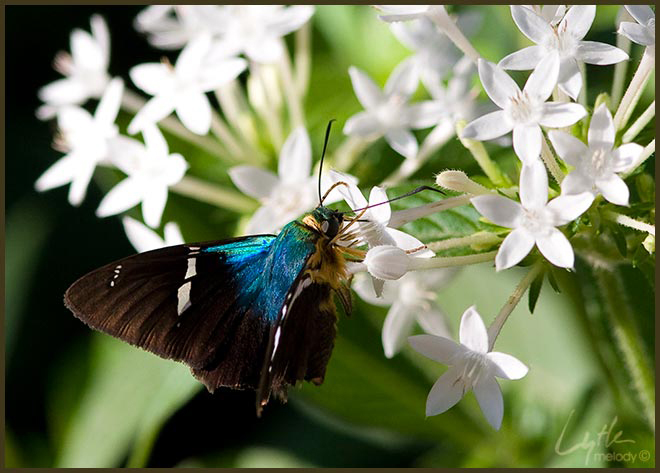 Lepidoptera