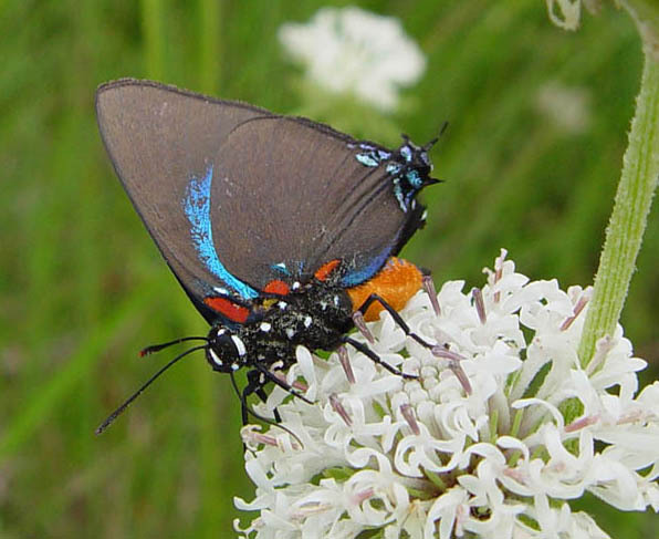 Lepidoptera