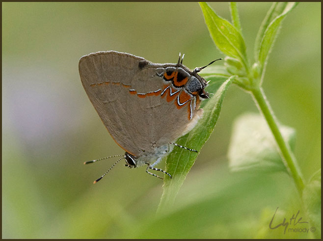 Lepidoptera