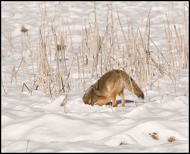 coyote_hunting