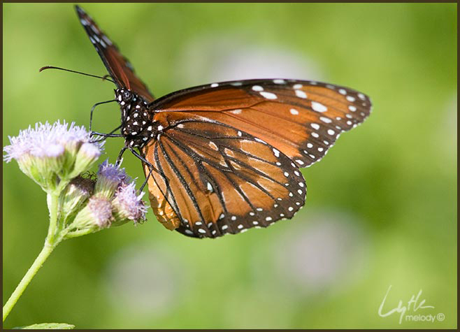 danaus_eresimus