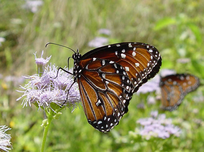 Danaus gilippus