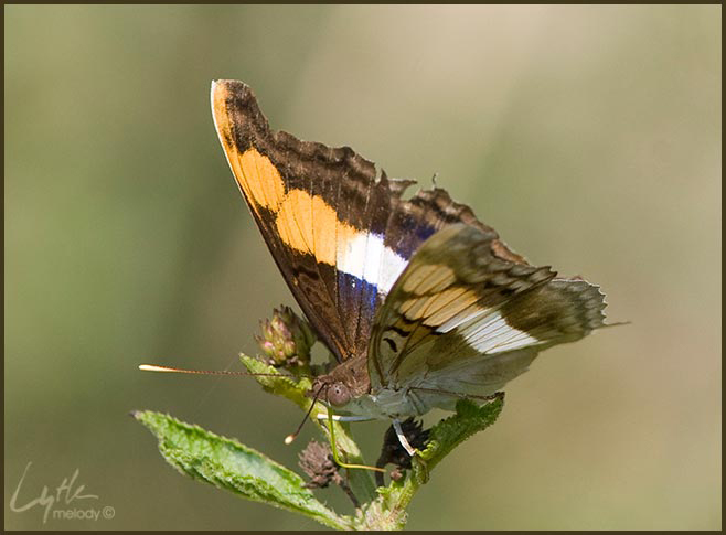 Doxocopa laure