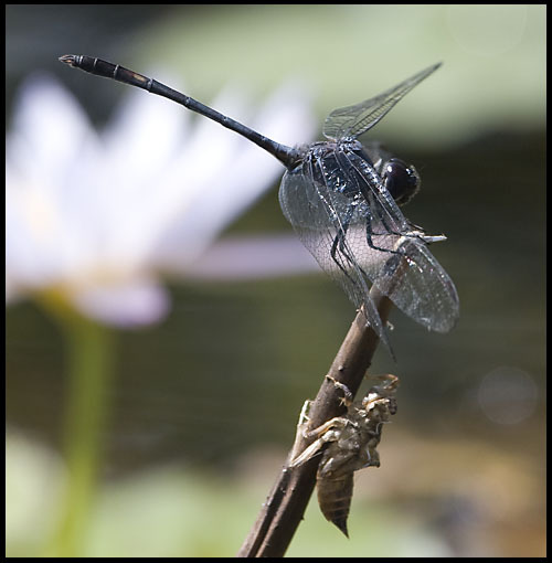 Dythemis nigrescens