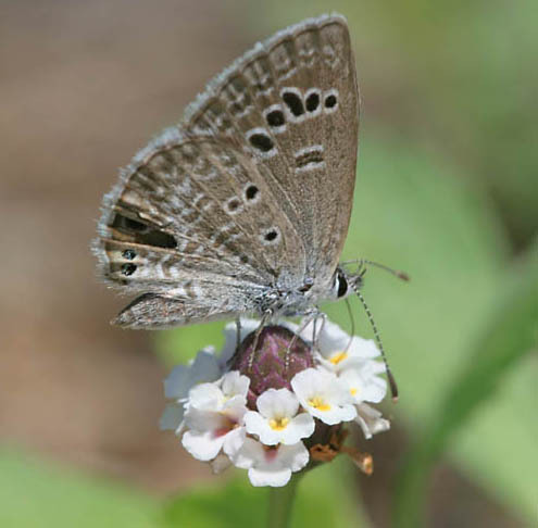 Echinargus isola