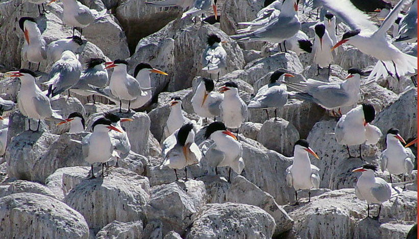 Charadriiformes