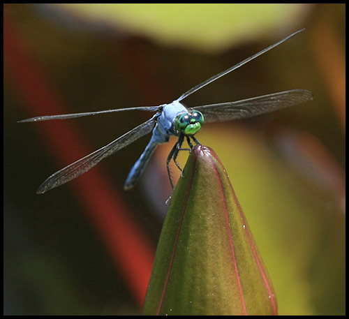 Hexapoda