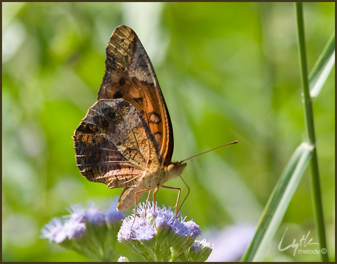 Lepidoptera