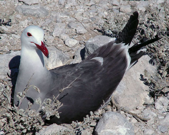 Larus heermanni