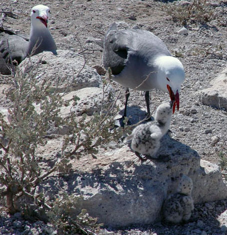 Larus