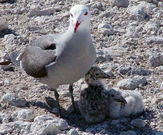 Larus heermanni