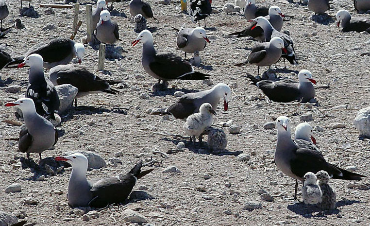 Charadriiformes