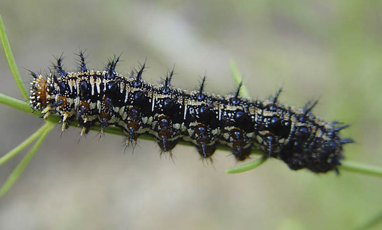 Lepidoptera