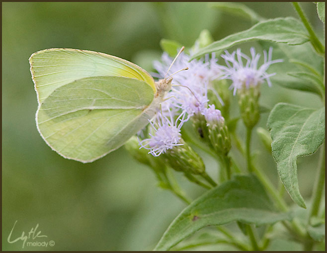 Lepidoptera