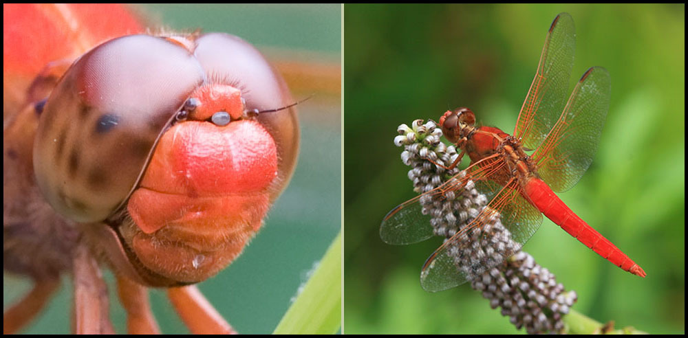 Odonata