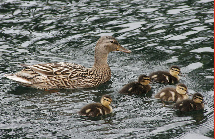 Anseriformes