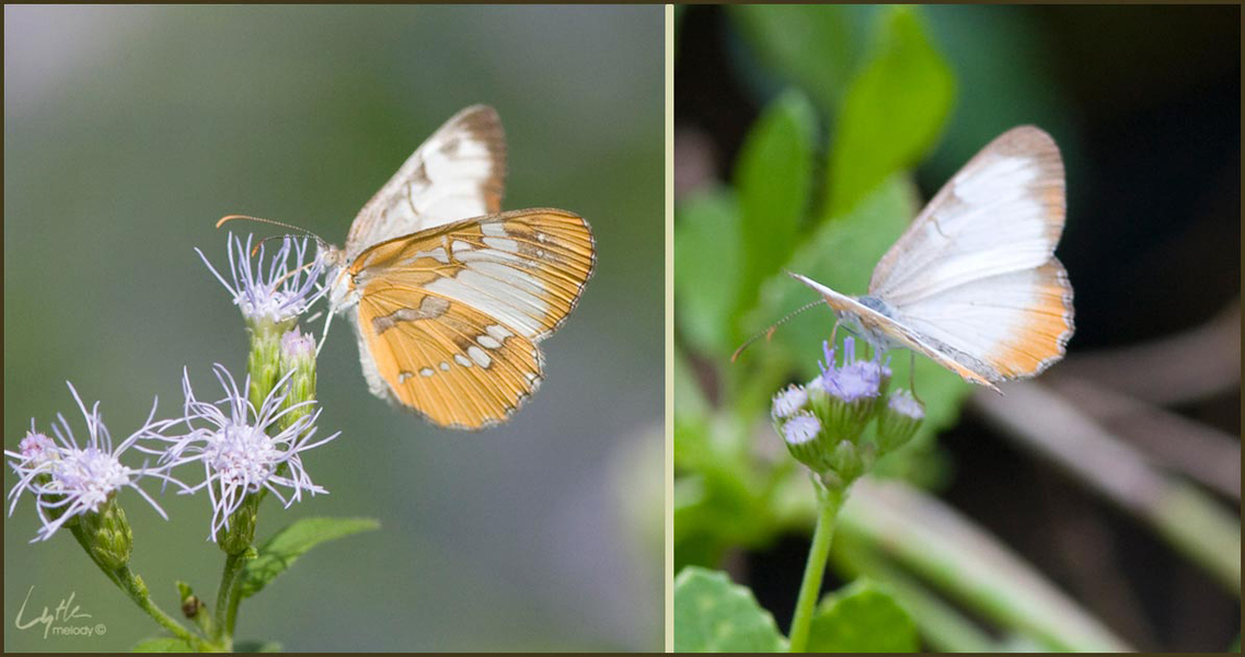 Lepidoptera