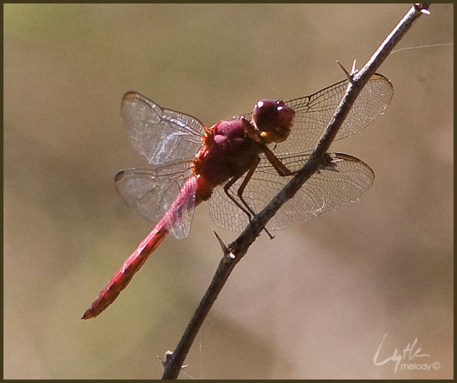 orthemis_discolor