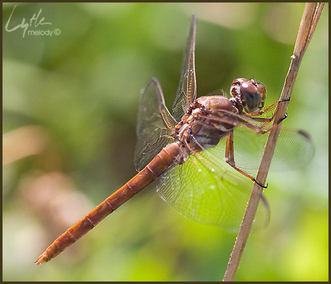 Odonata