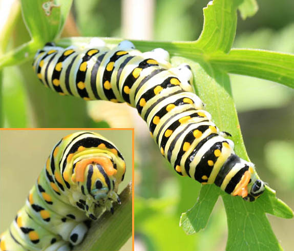 papilio_polyxeneslarva