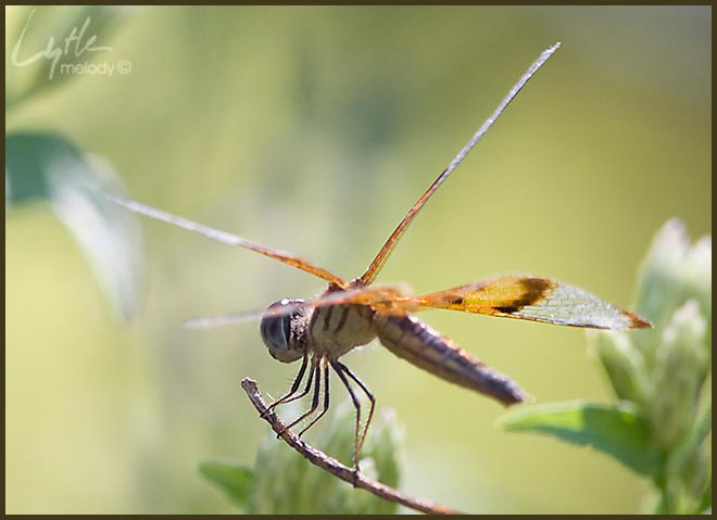 Perithemis