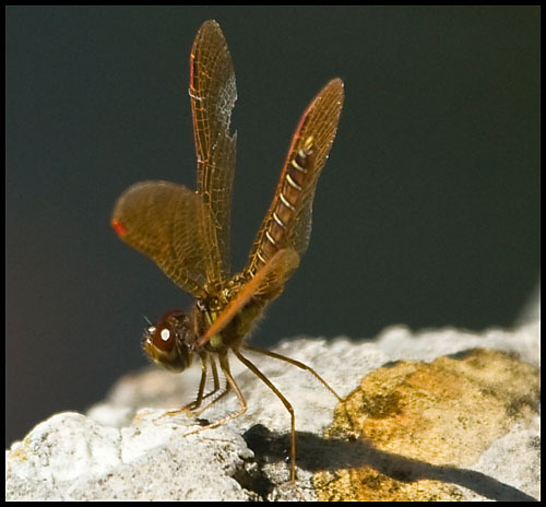 Perithemis tenera