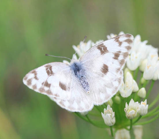 Lepidoptera