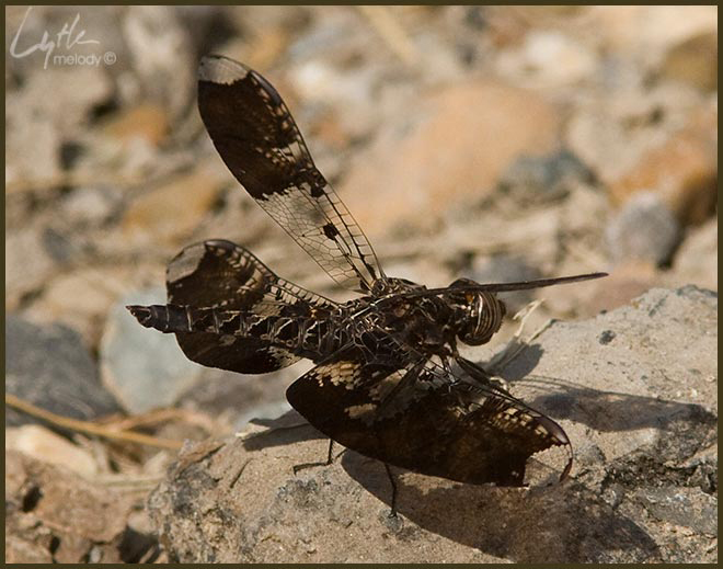 Pseudoleon superbus