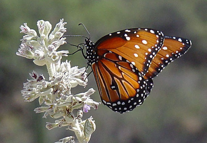 Nymphalidae