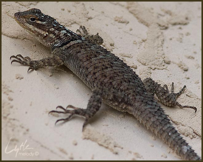 Sceloporus cyanogenys