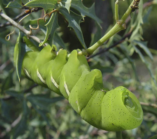 Sphingidae