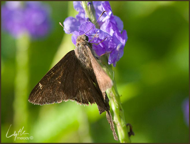 Lepidoptera