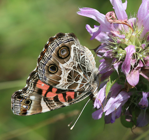 Lepidoptera