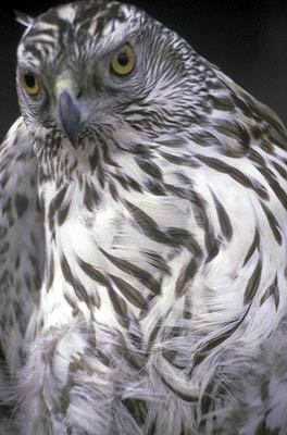 Accipiter gentilis