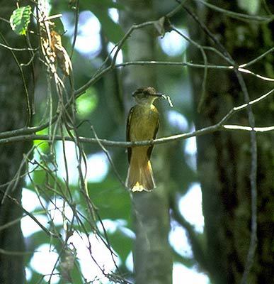 Onychorhynchus