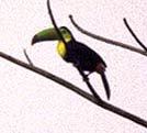 Ramphastos sulfuratus