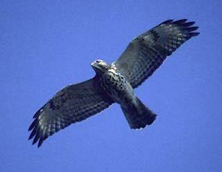 Buteo lineatus